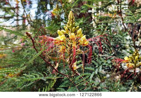 Flowering Brazilwood Gillis bush with yellow flowers