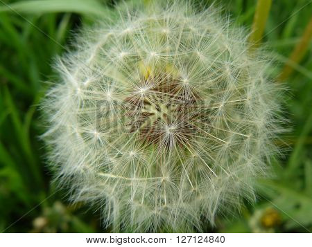 Dandelion - seed
The green grass visible fluffy dandelions.