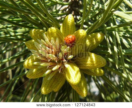 Pine bud
Spring in the forest pines were fragrant resinous buds.