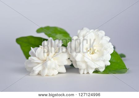Jasmine (Other names are Jasminum Melati Jessamine Oleaceae) flowers isolated on white background for graphic usage