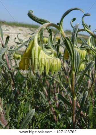Onosma polyphylla
Onosma polyphylla - rare plant endemic to Novorossiysk.