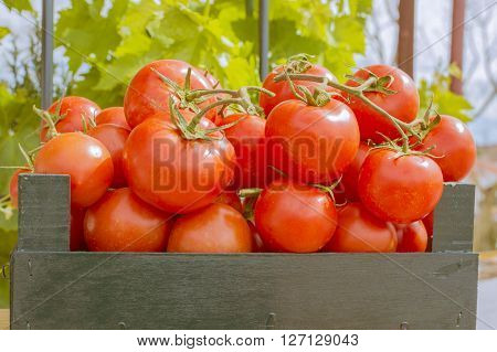 red tomatoes in wooden box, tomatoes in field
