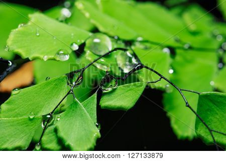 Raindrops on branches with fresh green leaves