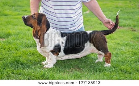 Woman poses her one year old Basset hound (Canis lupus familiaris) for showing in the yard of a hobby farm.