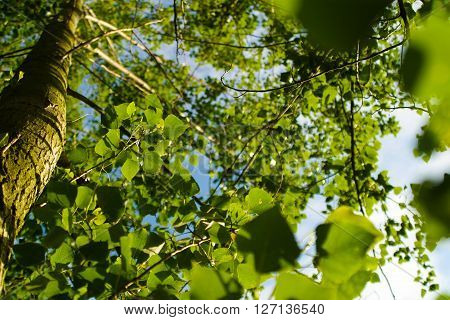 Tree from below. Low angle view to the tree tops and bright sunbeam. Nature background.