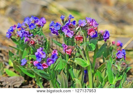 The softest lungwort ( Pulmonaria mollis ). Medicinal wild plants of Siberia
