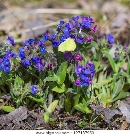 The softest lungwort ( Pulmonaria mollis ). Medicinal wild plants of Siberia