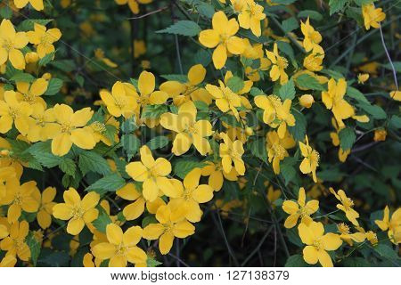 Flowering shrub with large yellow flowers and green leaves