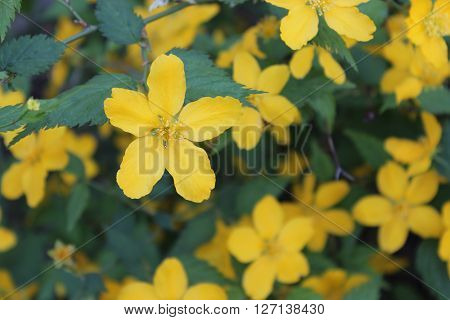 Flowering shrub with large yellow flowers and green leaves