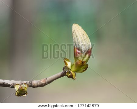 Horse-chestnut aesculus hippocastanum bud on branch with bokeh background macro selective focus shallow DOF
