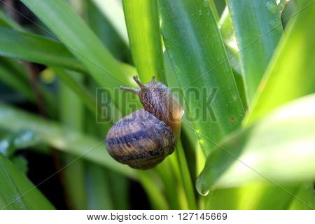 A little landsnail in the rainy weather