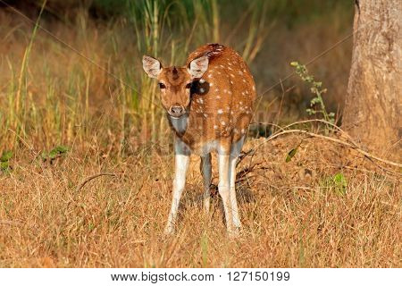 Female spotted deer or chital (Axis axis), Kanha National Park, India