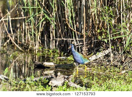 Purple Gallinule carefully making its way in Everglades swamp