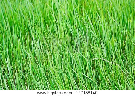 Grassblades closeup on a field