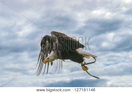 White headed eagle, shot taken i Austria on a show.
