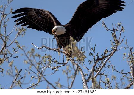 An American Bald Eagle on a treee on a beautiful day.