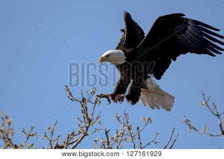 An American Bald Eagle landing on a treee on a beautiful day.
