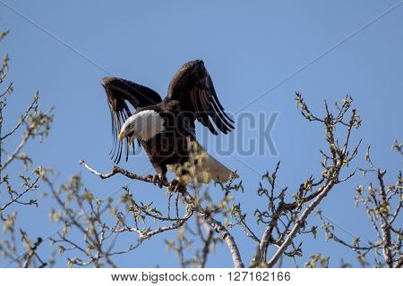 An American Bald Eagle on a treee on a beautiful day.