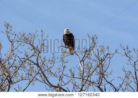 An American Bald Eagle on a treee on a beautiful day.