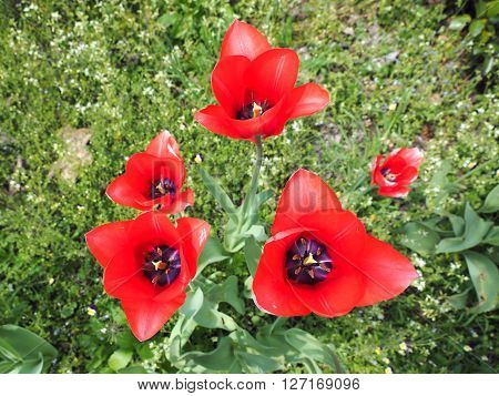 Red Tulips Flower