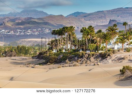 Palms In Maspalomas Sand Dunes With Mountain In The Background - Maspalomas Gran Canaria Canary Islands Spain
