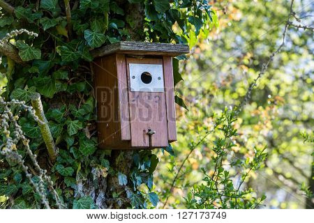 Detail view of a birdhouse in a Swiss forest