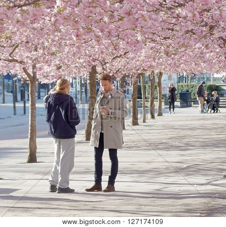 STOCKHOLM SWEDEN - APRIL 24 2016: Two men in discussing in the public park Kungstradgarden with beautiful blooming cherry tree avenue
