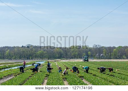 Lisse the Netherlands - April 21 2016: workers in the flower fields