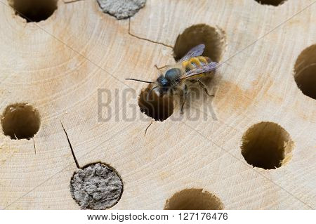 Osmia Cornuta a specie of solitary bees on a wooden nesting site.