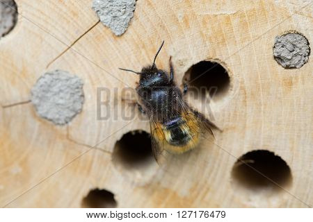 Osmia Cornuta a specie of solitary bees on a wooden nesting site.