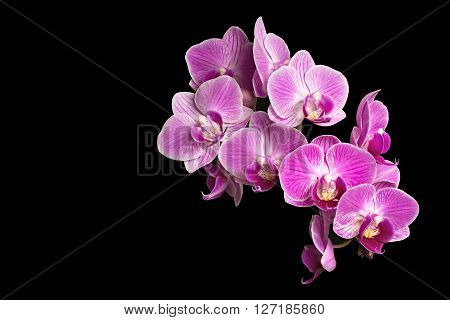 Extreme Depth of Field Photo of Purple Orchids Isolated on Black Background