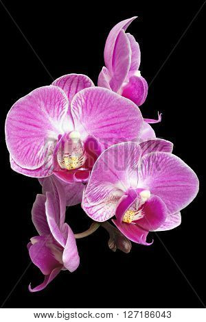 Extreme Depth of Field Photo of Purple Orchids Isolated on Black Background
