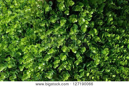 Background Pattern Beautiful Abstract Green Leaves Wall or Dark Green Bush Background.