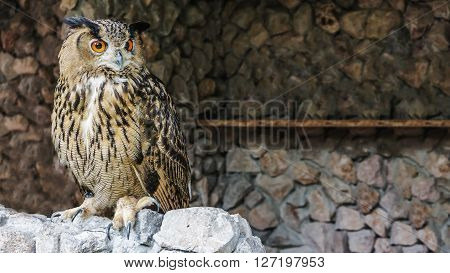 the lovely Oriental Scops Owl Thailand .