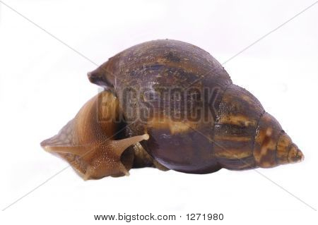 gigantische afrikanische Landsnail (Achatina Fulicia)