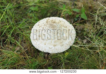 Mushroom Growing In The Green Lonely Edge
