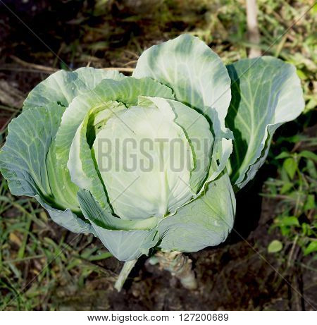 Seedlings Of Cabbage Planted In The Garden In Autumn