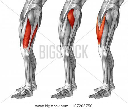 Concept or conceptual 3D human upper leg anatomy or anatomical and muscle set or collection isolated on white background