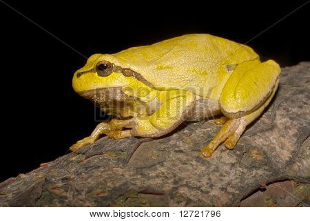 Green Tree Frog på en gren (Hyla arborea)