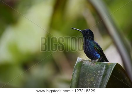 Green and blue hummingbird is sitting on the branch of the tree in the rain forest of Ecuador
** Note: Visible grain at 100%, best at smaller sizes