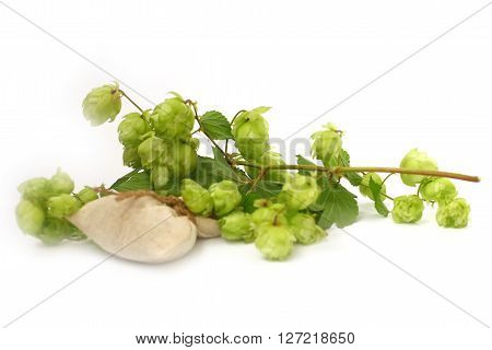 ripe buds and leaves of wild hop plant