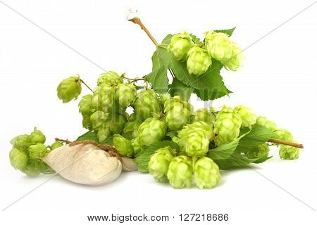 ripe buds and leaves of wild hop plant