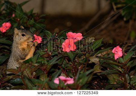 Shopping for Mothers Day Flowers? Fox Squirrel Standing upright in a bed of New Guinea Impatient flowers as if trying to choose one.
** Note: Soft Focus at 100%, best at smaller sizes