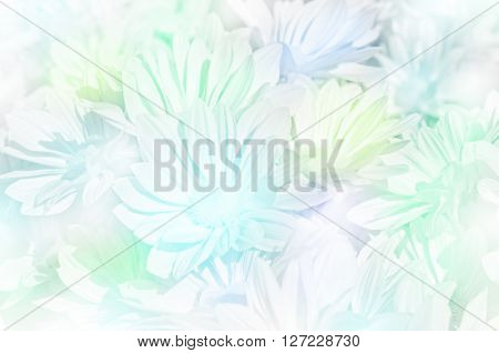 Closed-up Of Spray Type Of Chrysanthemum (dendranthemum Grandifflora) In Pastel Tone.