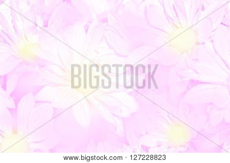 Closed-up Of Spray Type Of Chrysanthemum (dendranthemum Grandifflora) In Pastel Tone.