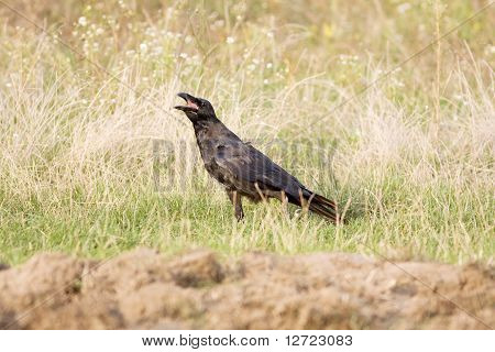 カラスの少年/うみへび corax