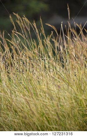 close up grass flower in nature garden
