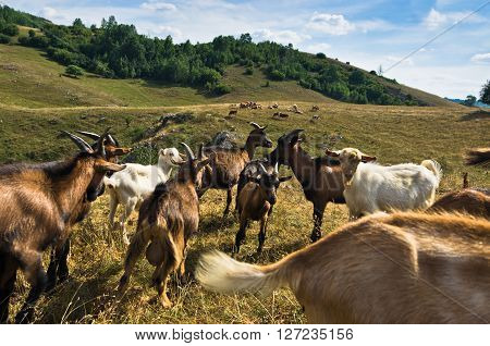 Brown and white goats on a meadow at summer sunny day, Pester plateau, southwest Serbia
** Note: Soft Focus at 100%, best at smaller sizes