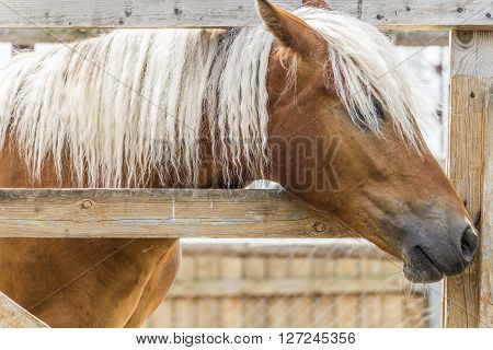 A horse with a white mane stands in the paddock