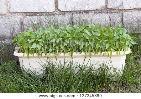 Pepper seedlings in a garden pot standing on the green grass